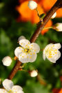 Cherry Blossoms on the Branch Journal: Take Notes, Write Down Memories in this 150 Page Lined Journal