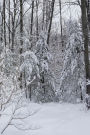 Winter Journal Snowy Woods Photo: (Notebook, Diary, Blank Book)