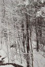 Winter Journal Scenic Snowstorm: (Notebook, Diary, Blank Book)