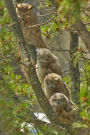 Four Great Horned Owls Perched on a Tree Journal: 150 Page Lined Notebook/Diary