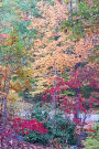 Journal Fall Trees Changed Colors: (Notebook, Diary, Blank Book)