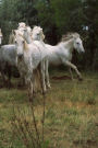 Journal Running Grey Horses Herd Equine: (Notebook, Diary, Blank Book)