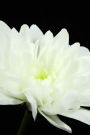 Crysantheme Flower Isolated Journal: Take Notes, Write Down Memories in this 150 Page Lined Journal