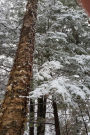 Birch Tree Winter Forest Journal: (Notebook, Diary, Blank Book)