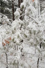 Journal Beautiful Winter Day Photography: (Notebook, Diary, Blank Book)
