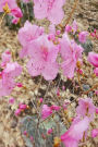 Journal Early Spring Pink Flowers: (Notebook, Diary, Blank Book)