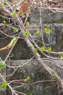 Journal Spring Vines Against Brick Wall: (Notebook, Diary, Blank Book)