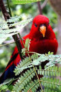 Pretty Bird with Red Feathers in a Leafy Green Tree Nature Journal: 150 Page Lined Notebook/Diary