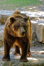 A Brown Bear Walking Journal: Take Notes, Write Down Memories in this 150 Page Lined Journal