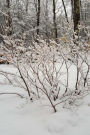Journal Winter Storm Scenic: (Notebook, Diary, Blank Book)