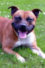 A Staffordshire Terrier Dog with a Big Smile Pet Journal: 150 Page Lined Notebook/Diary