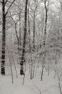 Overcast Winter Afternoon Journal: (Notebook, Diary, Blank Book)