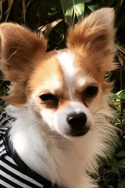 So Cute Long Haired Chihuahua Puppy Lapdog Journal 150 Page Lined