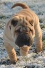Super Cute Sharpei Puppy Dog Pet Journal: 150 Page Lined Notebook/Diary