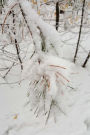 Pretty Winter Photography Journal: (Notebook, Diary, Blank Book)