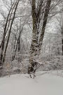 Snow Covered Branches Scenic Winter Photo Journal: (Notebook, Diary, Blank Book)