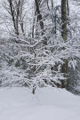 Snowstorm Winter Weather Journal: (Notebook, Diary, Blank Book)