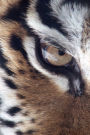 Eye of a Siberian Tiger Close Up Big Cat Journal: 150 Page Lined Notebook/Diary