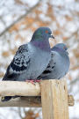 Two Pretty Pigeons on a Fence Journal: 150 Page Lined Notebook/Diary