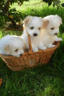 Three Adorable Creamy White Puppy Dogs in a Basket Journal: 150 Page Lined Notebook/Diary