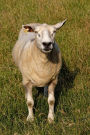 One Sheep in the Pasture Journal: Take Notes, Write Down Memories in this 150 Page Lined Journal