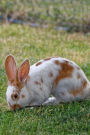 Side Profile of a Brown and White Bunny Rabbit Journal: Take Notes, Write Down Memories in this 150 Page Lined Journal