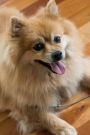 Fluffy Happy Pomeranian Dog Pet Journal: 150 Page Lined Notebook/Diary