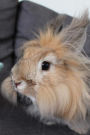 Angora Rabbit Journal: 150 page lined notebook/diary