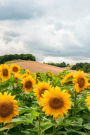 Field of Sunflowers: 150 Page Lined 6 X 9 Notebook/Diary/Journal