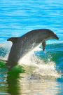 A Dolphin Swimming in the Ocean Journal: 150 Page Lined Notebook/Diary
