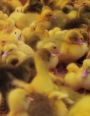 Chickens: notebook