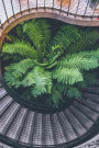 Lovely Green Plant and a Spiral Staircase Journal: 150 Page Lined Notebook/Diary