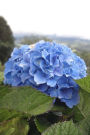 Beautiful Blue Hydrangea Blossoms Spring Flower Journal: 150 Page Lined Notebook/Diary