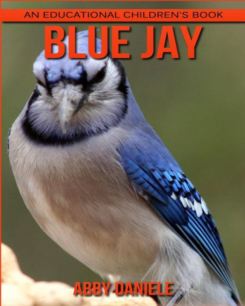Blue Jay! An Educational Children's Book about Blue Jay with Fun Facts