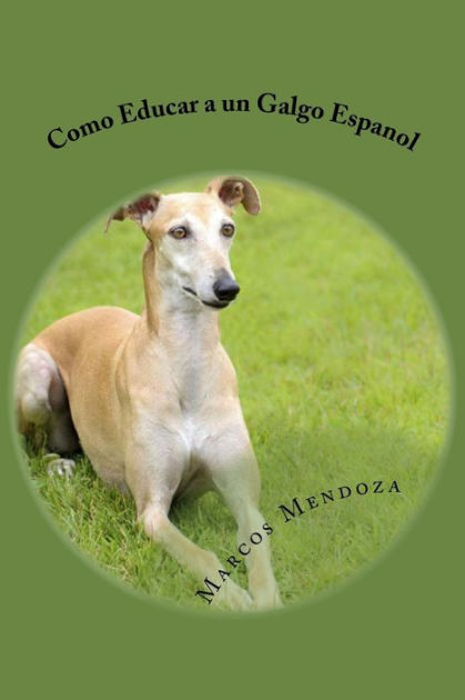 DIFERENÇAS entre GALGO INGLÊS e GALGO ESPANHOL