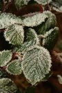 Hoarfrost Covered Leaves Journal: Take Notes, Write Down Memories in this 150 Page Lined Journal