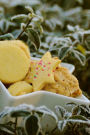 Cookies in the Frost Journal: Take Notes, Write Down Memories in this 150 Page Lined Journal