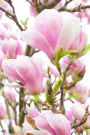 Lovely Pink and White Magnolia Flowering Tree Journal: 150 Page Lined Notebook/Diary
