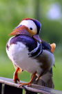 Darling Mandarin Duck Water Fowl Bird Journal: 150 Page Lined Notebook/Diary