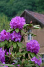 Lovely Purple Rhododendron Flowers at a Country House Journal: 150 Page Lined Notebook/Diary