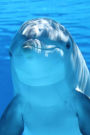 Cool Dolphin Portrait Marine Mammal Journal: 150 Page Lined Notebook/Diary