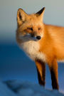 A Red Fox in the Morning Sunshine Animal Journal: 150 Page Lined Notebook/Diary