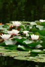 Beautiful Water Lilies on the Pond in Spring Journal: Take Notes, Write Down Memories in this 150 Page Lined Journal