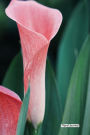 Floral Journal - Pink Flute: 6