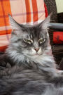 Fluffy Gray and White Maine Coon Cat Does Not Want to be Bothered Journal: 150 Page Lined Notebook/Diary