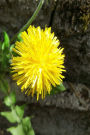 Journal Dandelion Flower Stone Wall: (Notebook, Diary, Blank Book)