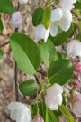 Journal Springtime Flowering Trees Branches: (Notebook, Diary, Blank Book)