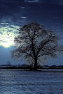 Beautiful Tree in the Moonlight on a Winter Night Nature Journal: 150 Page Lined Notebook/Diary