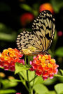 Lovely Tree Nymph Butterfly and Flowers Nature Journal: 150 Page Lined Notebook/Diary