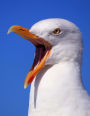 Seagull Has Something to Say ... Probably